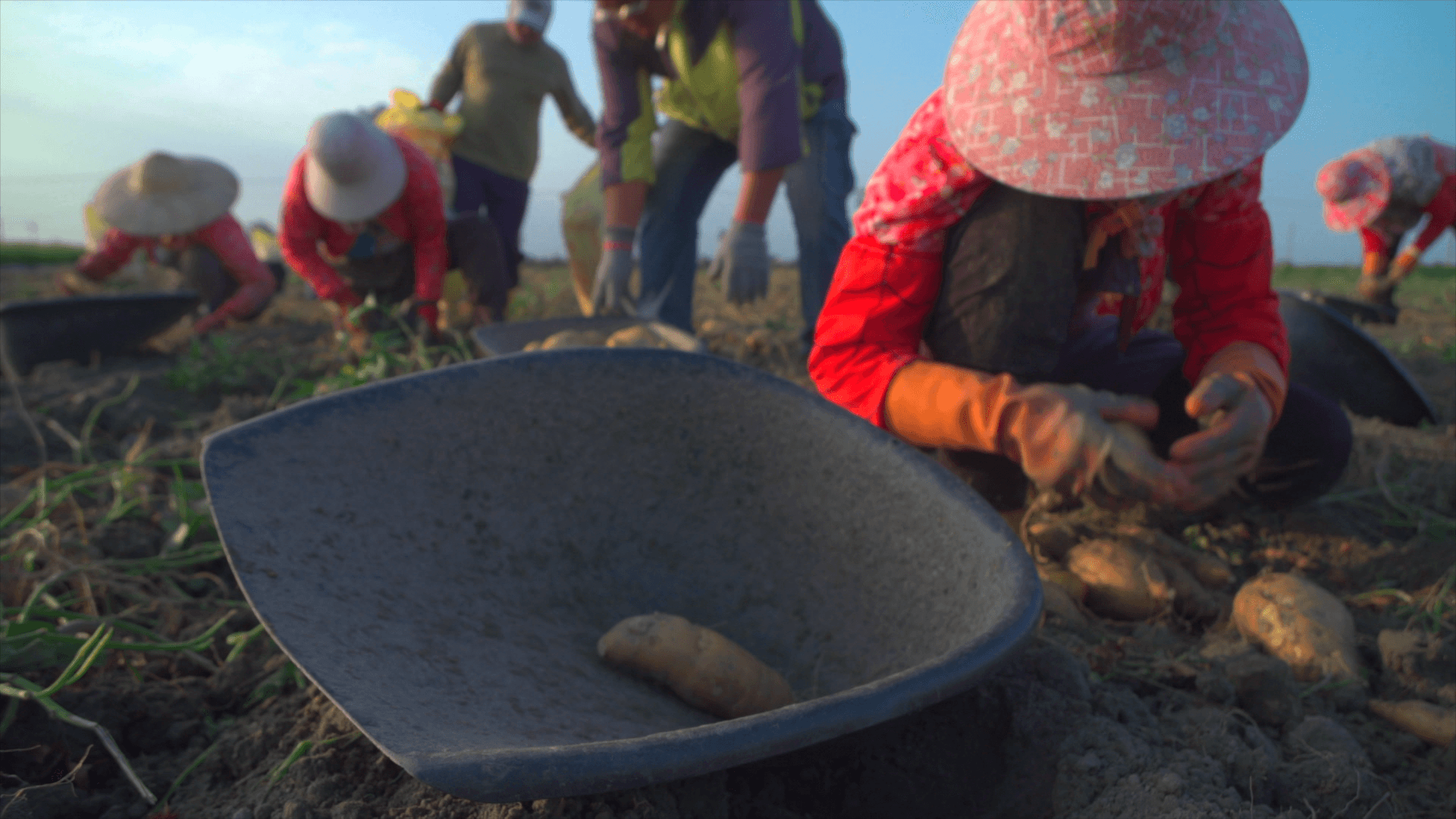 平凡地瓜華麗轉身 台灣地瓜酒躍上國際