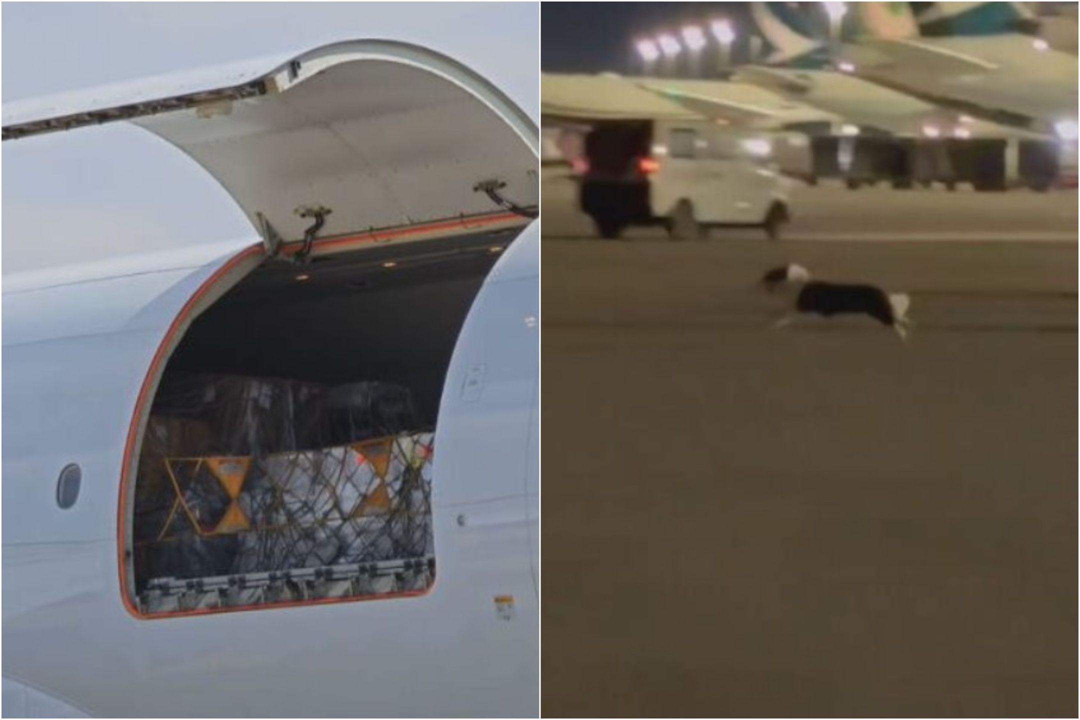 華航託運邊境牧羊犬逃脫籠子 狂奔2小時桃機成功尋獲