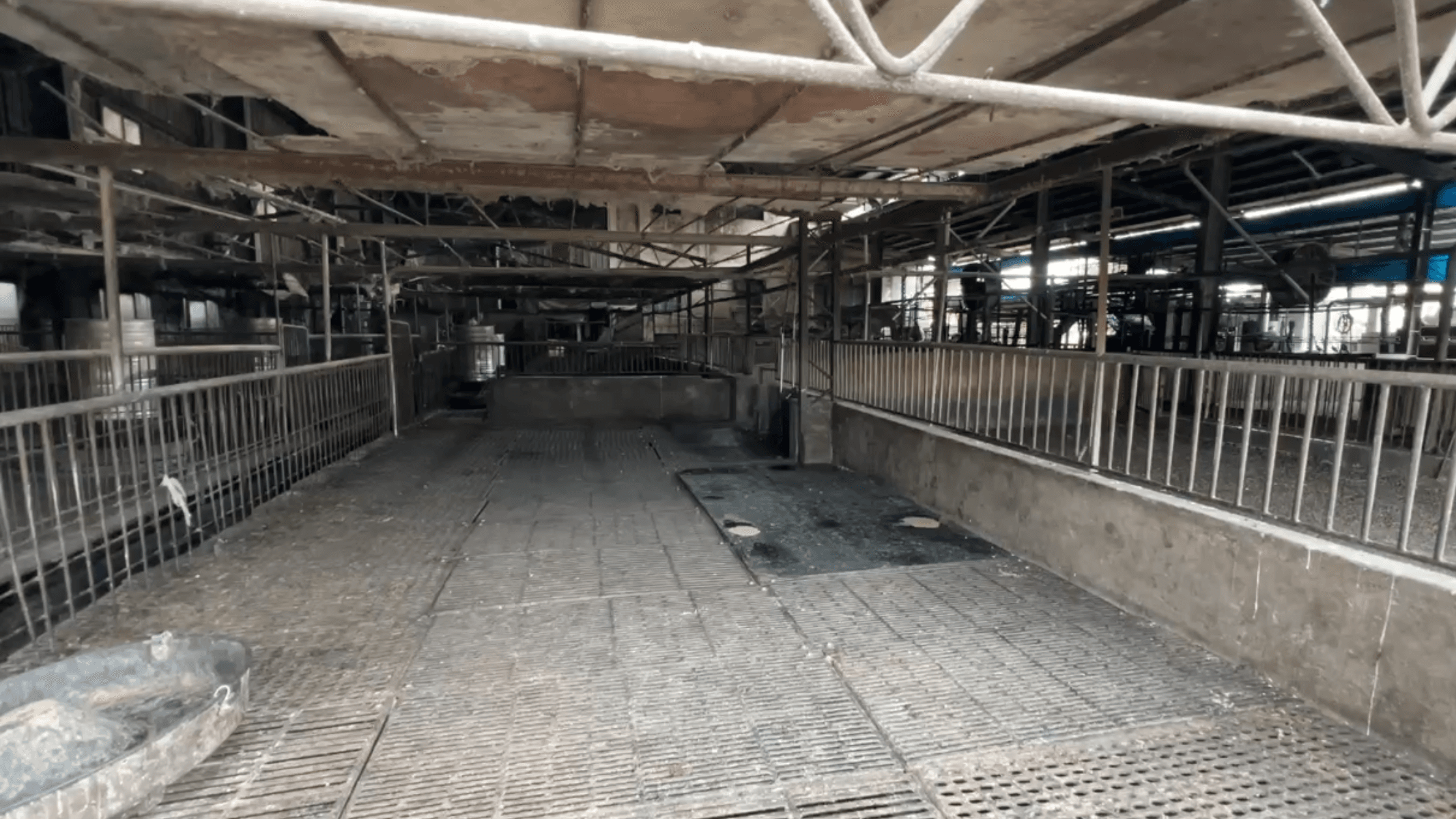 台中梧棲1畜牧場驗出非洲豬瘟 盧秀燕:已預防性撲殺