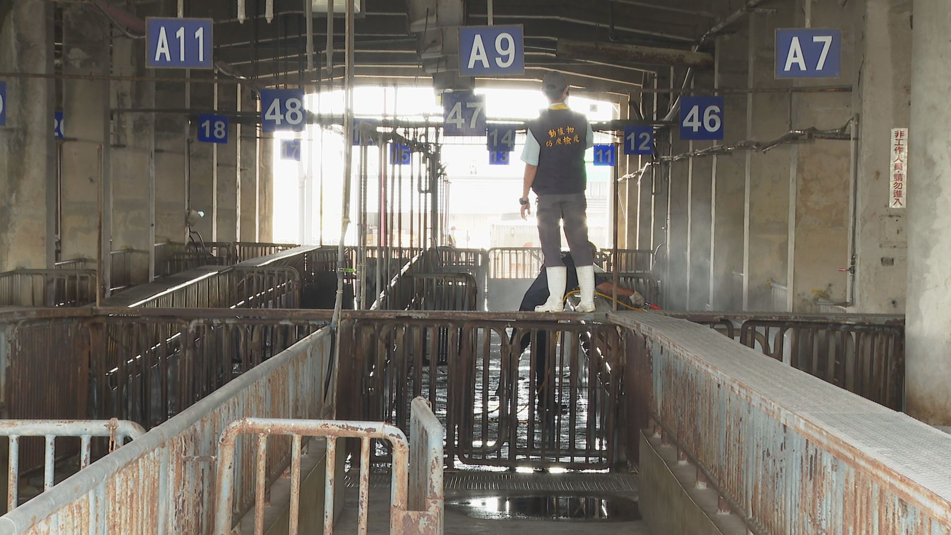 驗出非洲豬瘟!台中86歲豬農嘆「全家破產」:沒想害台灣產業