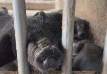 獸醫佐「僅電話問診 」疑無照 農業部:最高可罰50萬