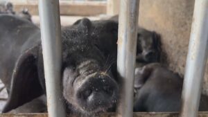 獸醫佐「僅電話問診 」疑無照　農業部：最高可罰50萬