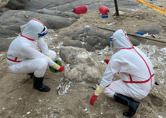 台中剛爆非洲豬瘟陽性 馬祖海邊再現「海漂豬」海巡啟動防疫應變