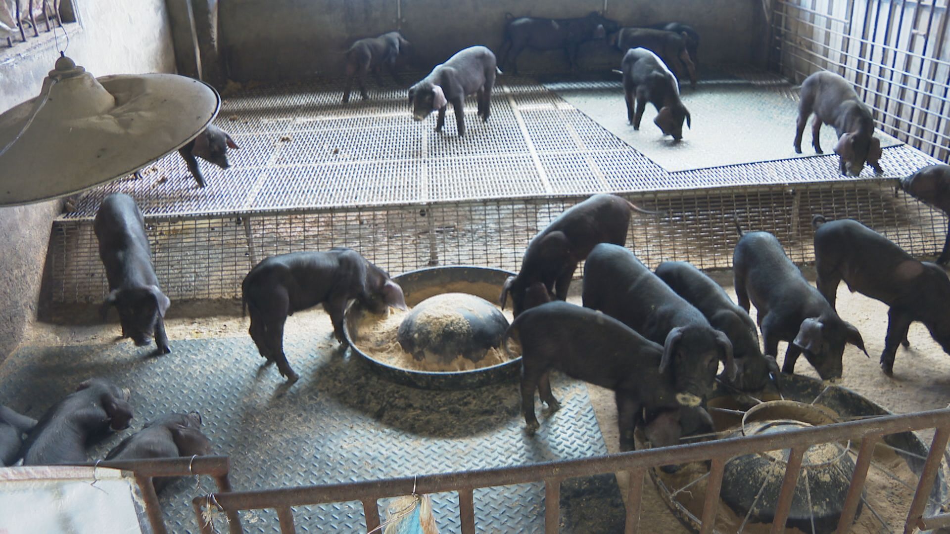 彰化芬園「關聯養豬場」出現死豬 緊急採驗結果10/25出爐