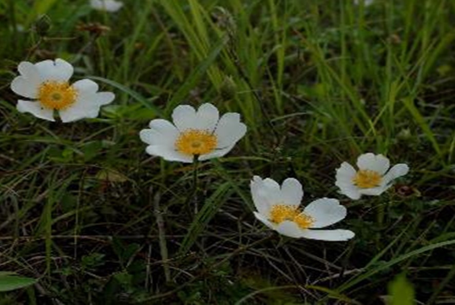 圖4 琉球野薔薇 0