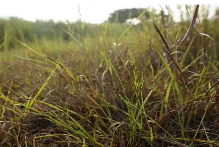 圖5 澳洲珍珠茅 0
