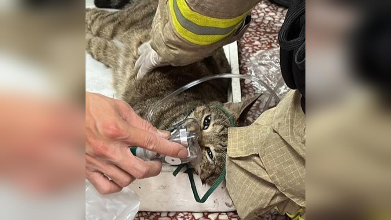 香港宏福苑大火搜救不停 消防、志工合作救出92毛孩