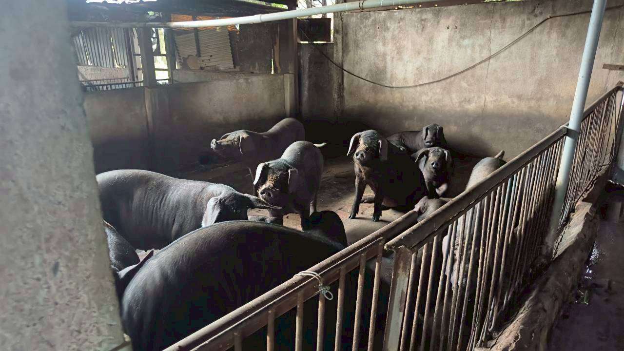 嚴防非洲豬瘟!張善政拍板加碼補助市場攤商與廚餘業者 326917 0