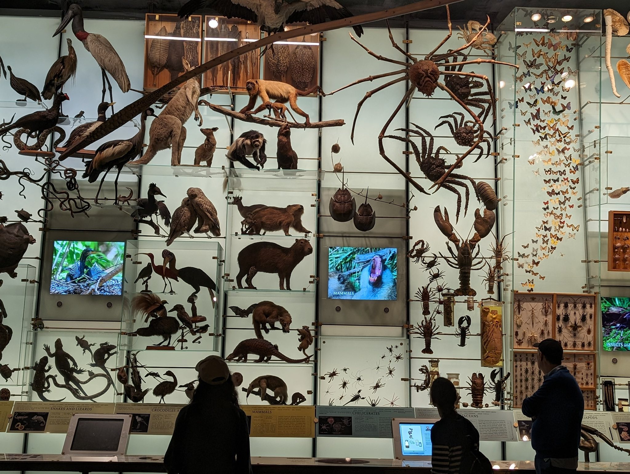 副刊/紐約自然歷史博物館 4564646 5