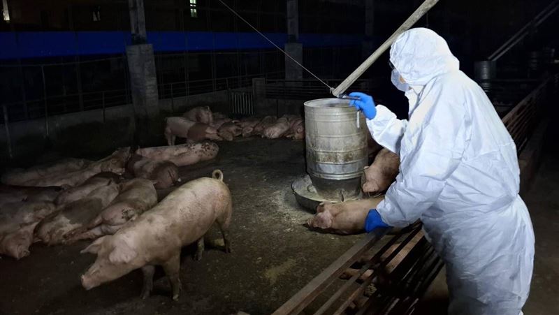 非洲豬瘟疫情無外擴情形 禁宰令有望11/7解除