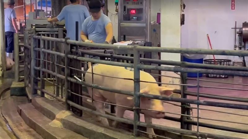 禁運禁宰令正式解除 毛豬拍賣價格每公斤96至106元