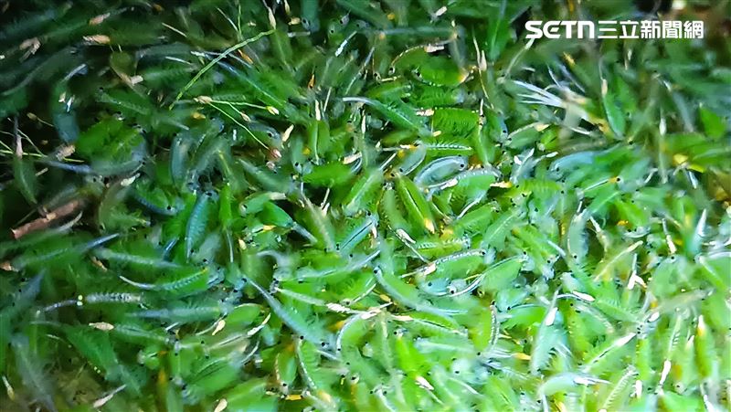 向天蝦大爆發超壯觀 登山客紛紛上山朝聖