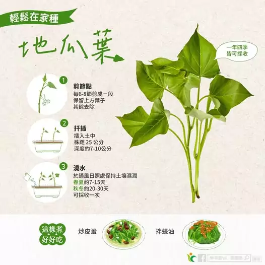 地瓜葉在家也能種!農糧署教你三步驟打造綠意小菜園 570288968 1139484571663505 5629841682444245297 n