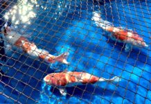 桃園錦鯉品評會明起盛大登場 價值逾百萬元巨鯉超吸睛