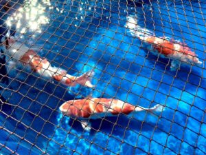 桃園錦鯉品評會明起盛大登場 價值逾百萬元巨鯉超吸睛