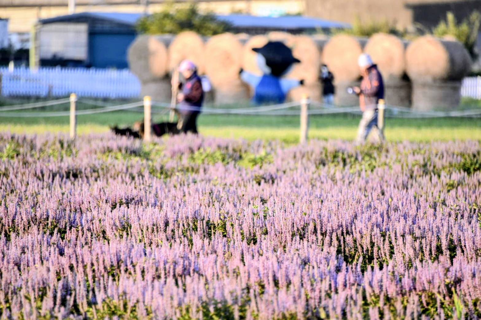 2025桃園仙草嘉年華盛大開幕 「酷洛米」陪你迎接紫色浪漫 958656 0