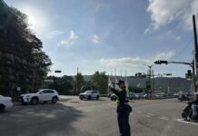 大溪月眉濕地落羽松季登場 交管詳情曝光