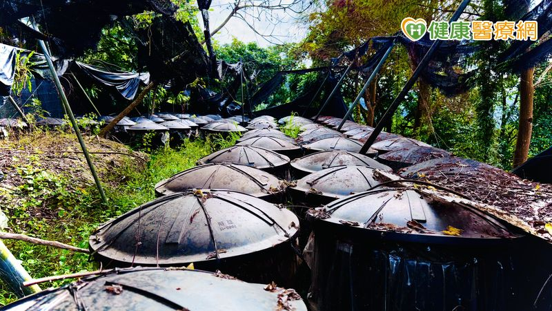 從森林到腳下的每一步:十安以善行健走 展現永續實踐力