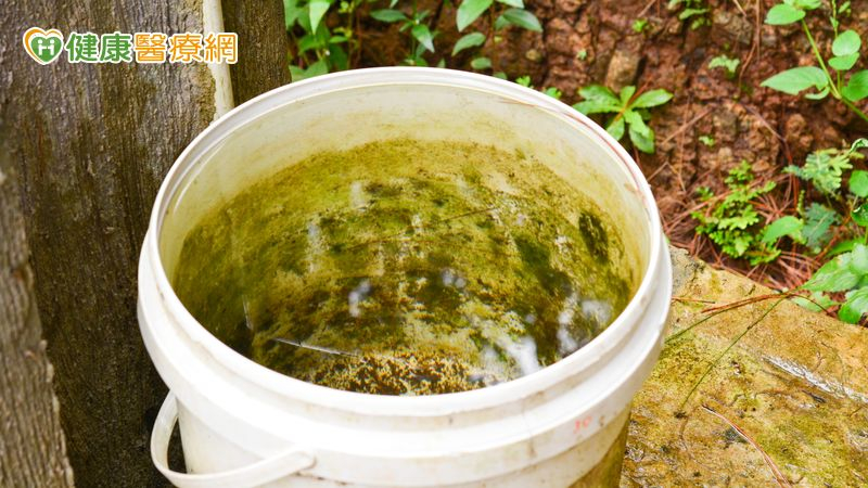 蚊子「立冬」不冬眠 本土登革熱新北首列現跡