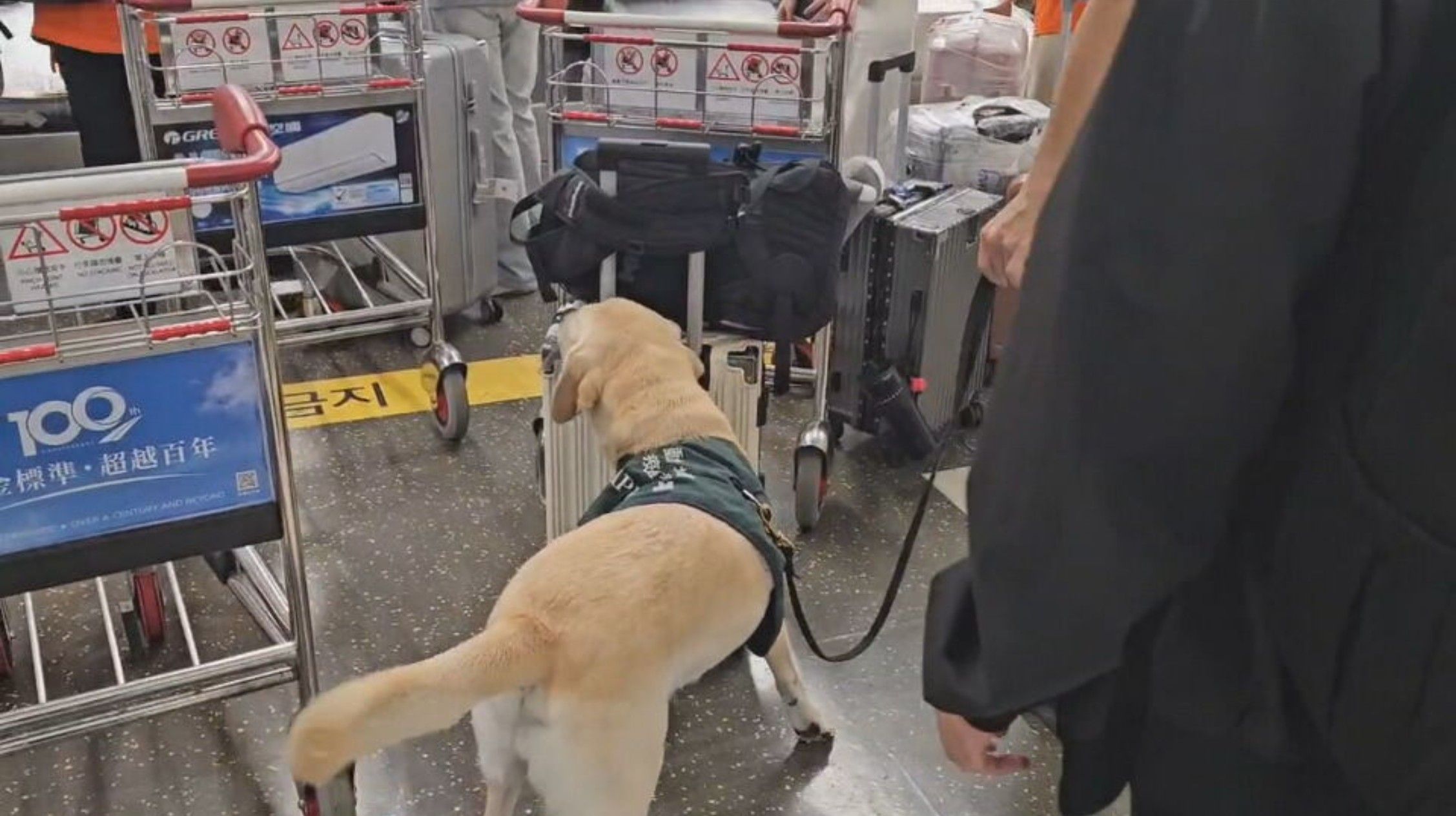 嚴防豬瘟邊境零容忍 傳8旬嬤帶「鴨肉」飛機餐入境挨罰3萬