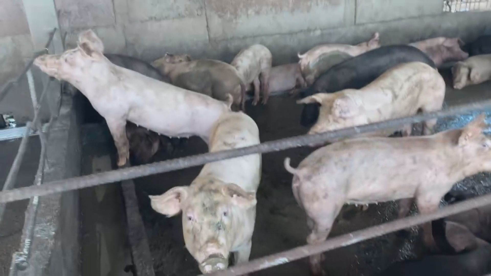 豬瘟疫情無擴散 活豬運輸明中午解禁、廚餘養豬仍禁用