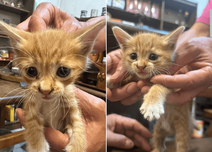 疑為救援浪貓!7旬婦闖紅燈過馬路遭撞亡 兒女全目睹