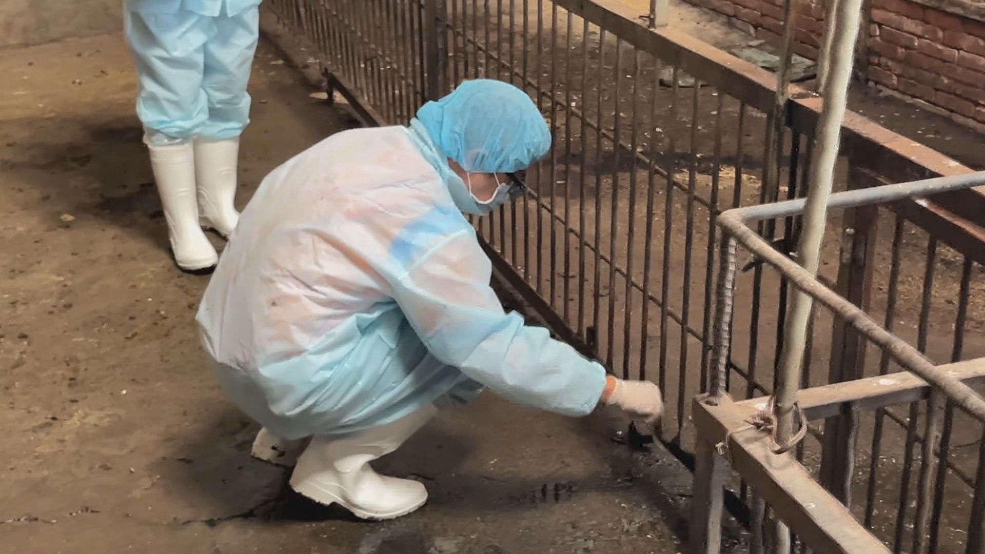 檢追關鍵化製三聯單異常 台中豬農父子凌晨羈押禁見