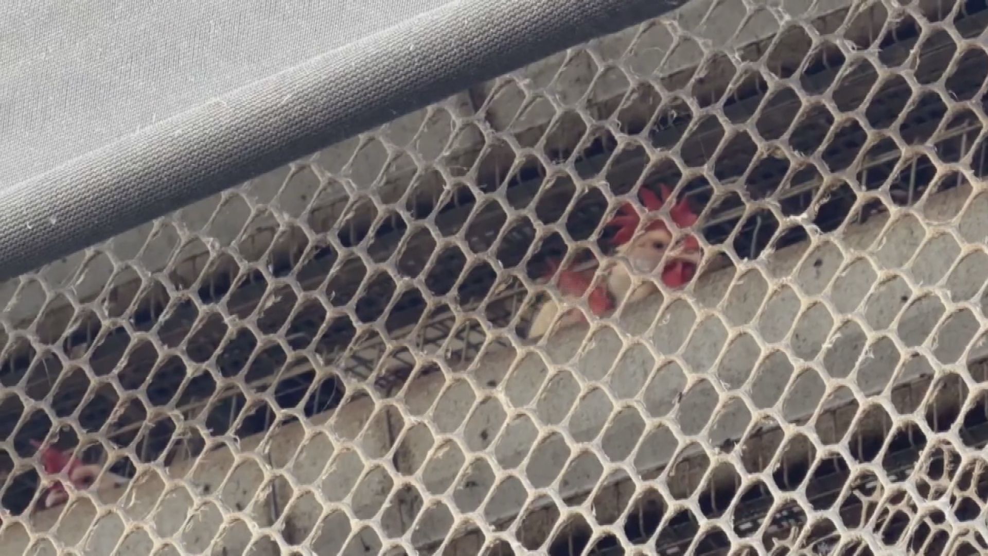 管制期間「偷賣」4萬顆芬普尼蛋流入市面 食藥署怒函送彰檢