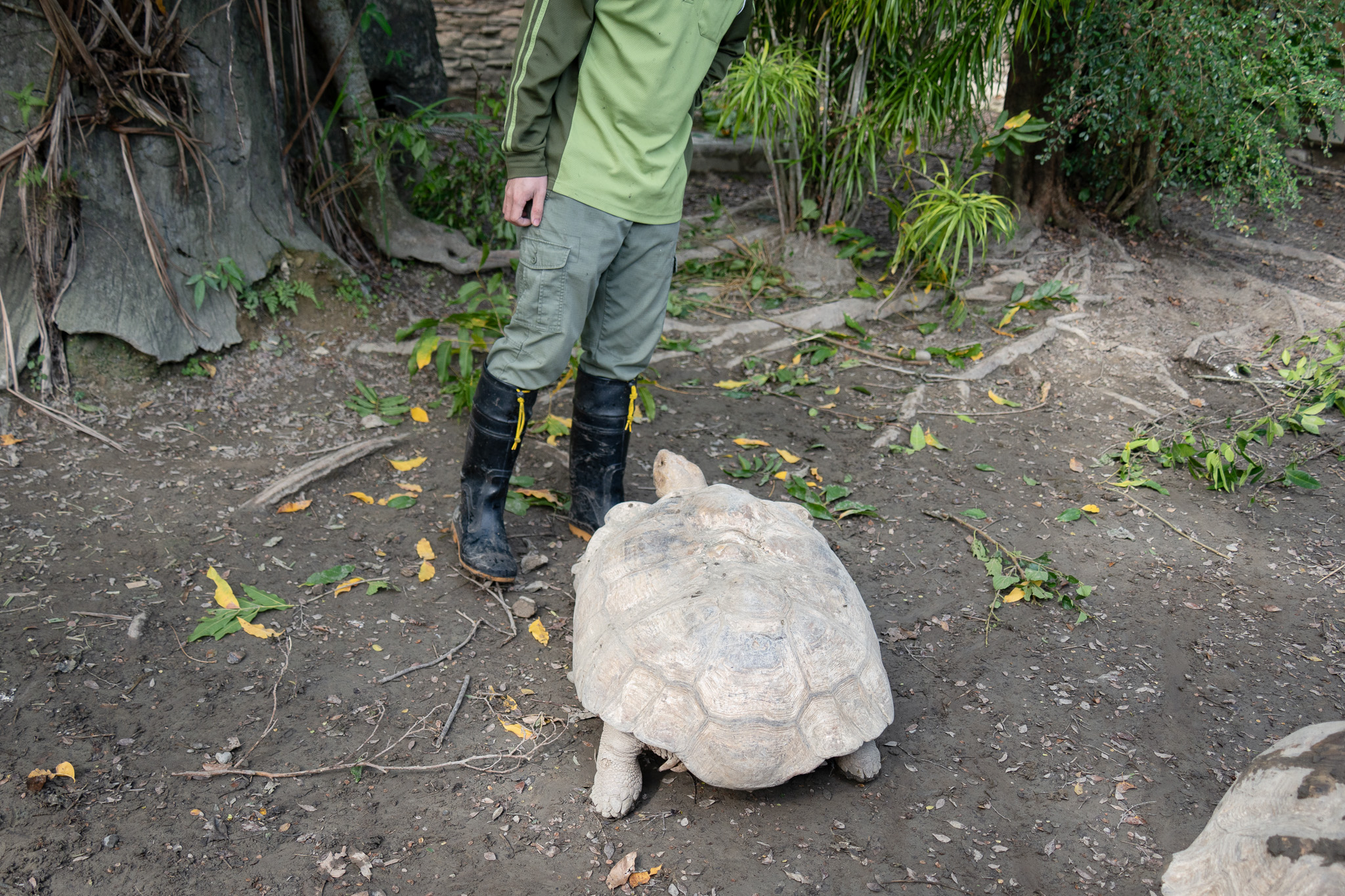好心「勸架」惹毛牠!蘇卡達象龜怒瞪保育員搞笑畫面曝