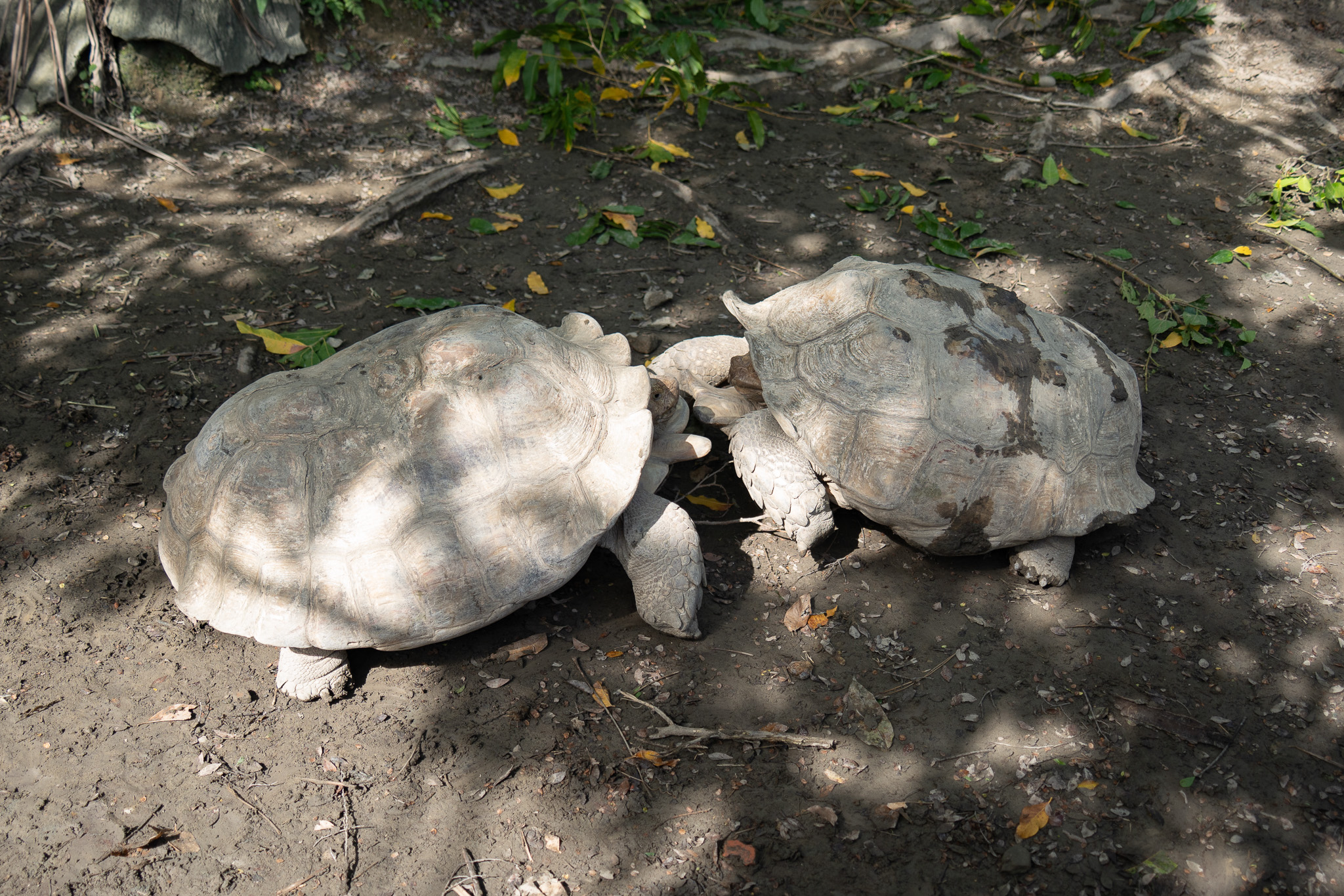 好心「勸架」惹毛牠!蘇卡達象龜怒瞪保育員搞笑畫面曝 13949 0