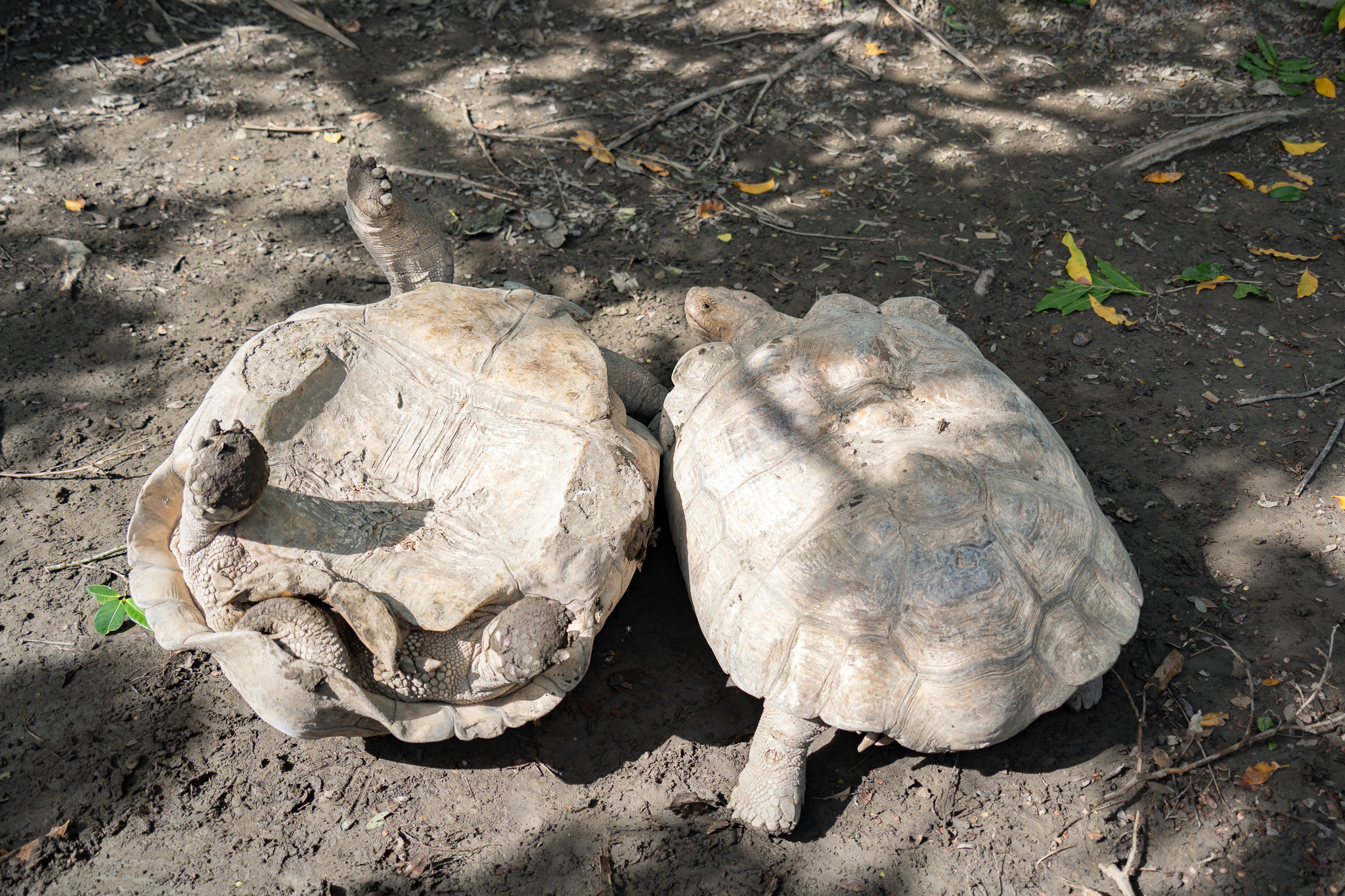 好心「勸架」惹毛牠!蘇卡達象龜怒瞪保育員搞笑畫面曝 13950 0