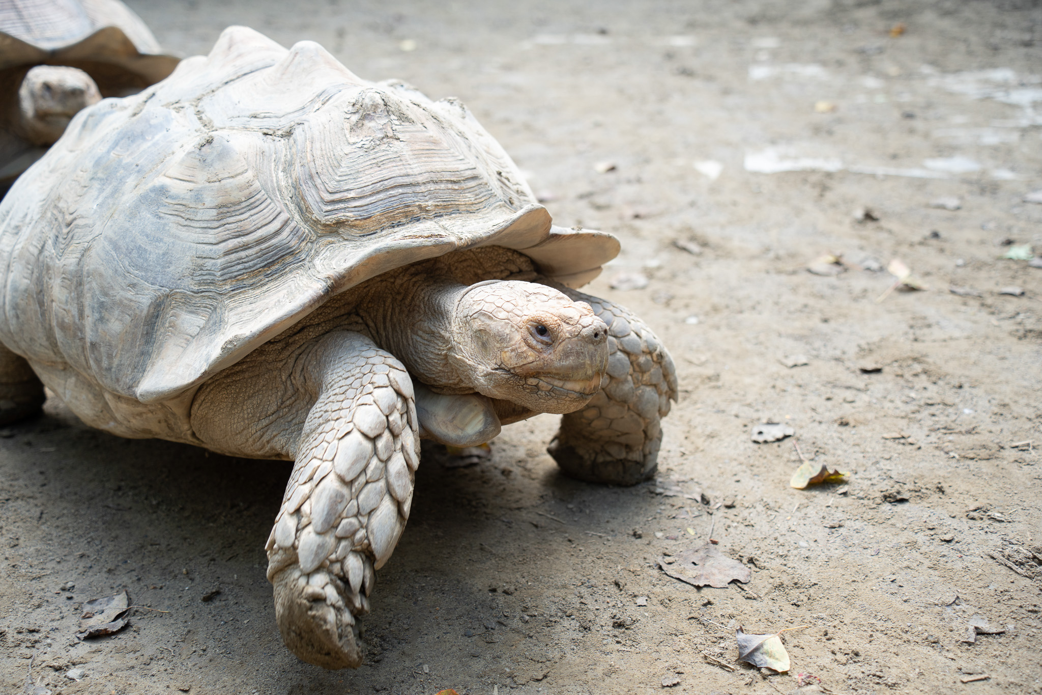 好心「勸架」惹毛牠!蘇卡達象龜怒瞪保育員搞笑畫面曝 13951 0