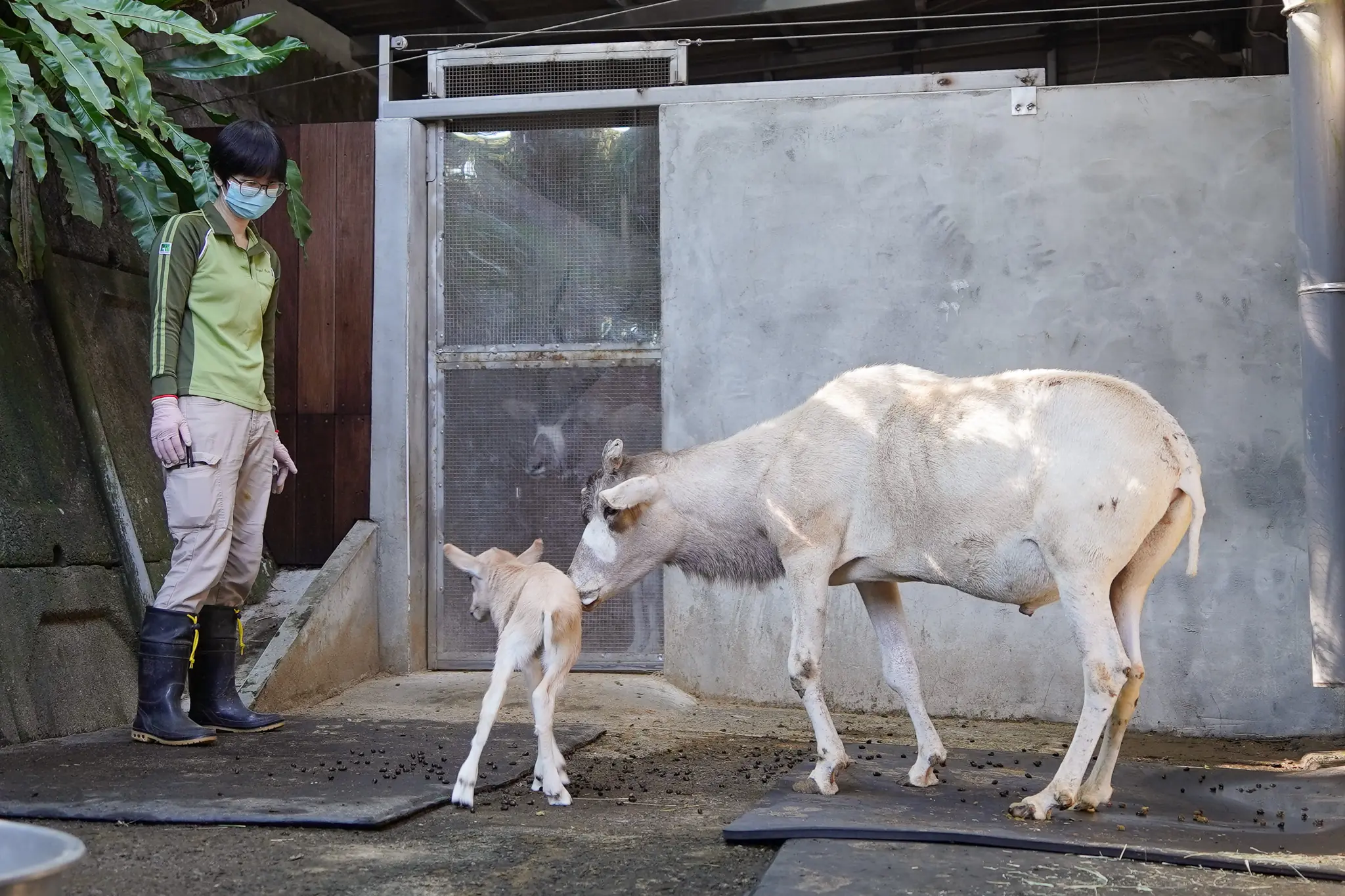 動物園弓角羚羊家族添新成員 保育員面臨餵奶考驗 14475 0
