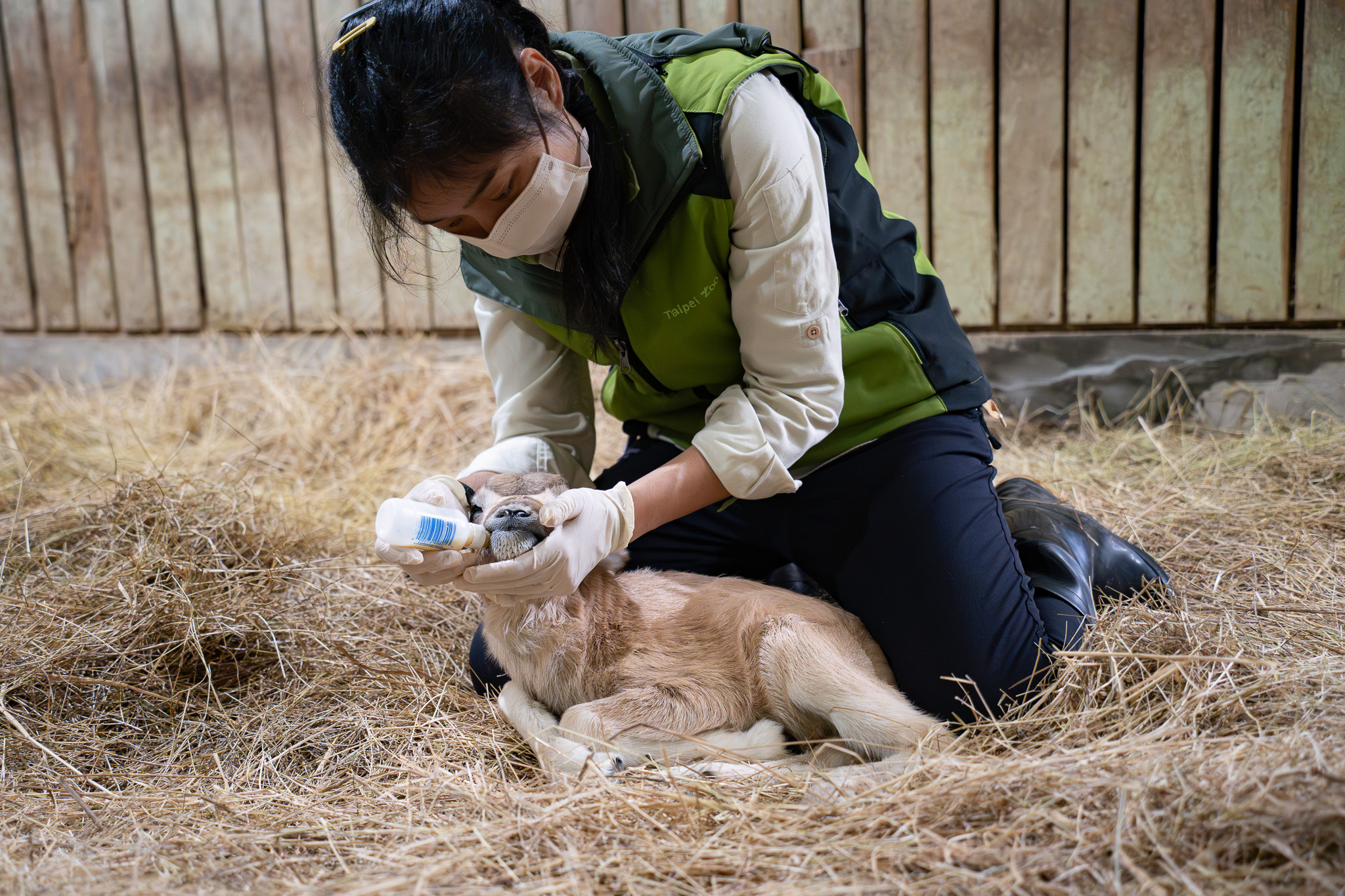 動物園弓角羚羊家族添新成員 保育員面臨餵奶考驗 14476 0