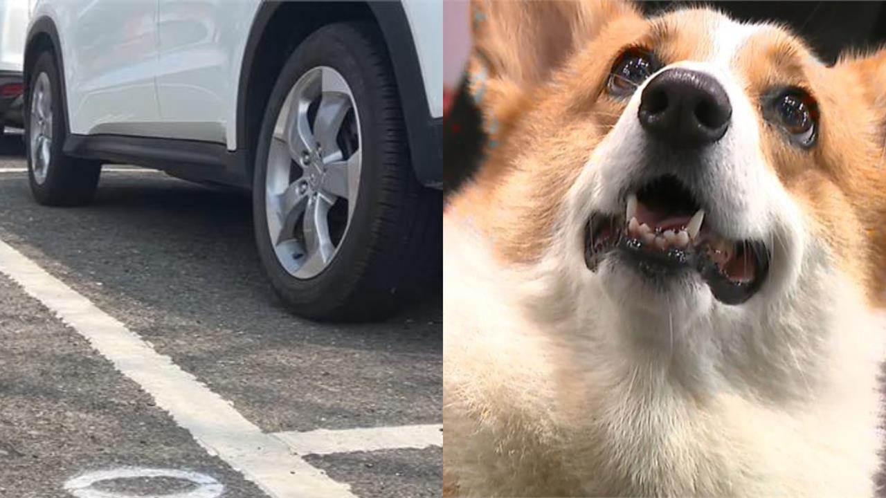 飼主注意!開車載毛孩出門 1動作恐挨罰2000元