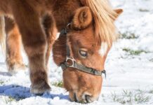 金氏世界紀錄認證「最矮的馬」 嬌小模樣萌翻網友