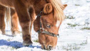 金氏世界紀錄認證「最矮的馬」 嬌小模樣萌翻網友