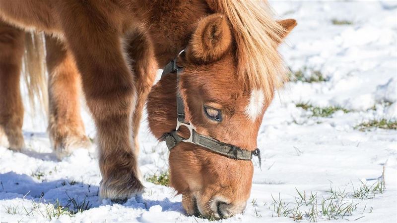 金氏世界紀錄認證「最矮的馬」 嬌小模樣萌翻網友