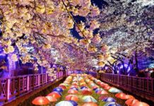 迎接粉色浪漫 旅遊業者提前搶攻賞櫻商機