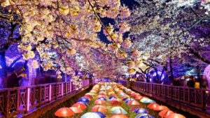 迎接粉色浪漫 旅遊業者提前搶攻賞櫻商機 