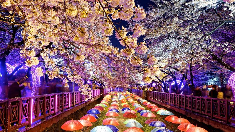 迎接粉色浪漫 旅遊業者提前搶攻賞櫻商機