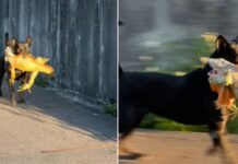 黑狗大戰綠鬣蜥 畫面曝光掀網友熱議