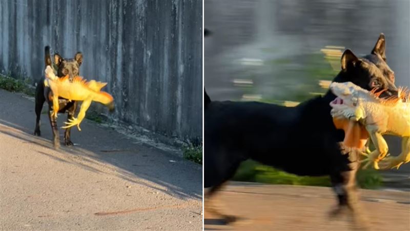 黑狗大戰綠鬣蜥 畫面曝光掀網友熱議