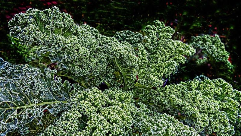 她受泌尿道感染所苦 常吃1類蔬菜「10年零復發」