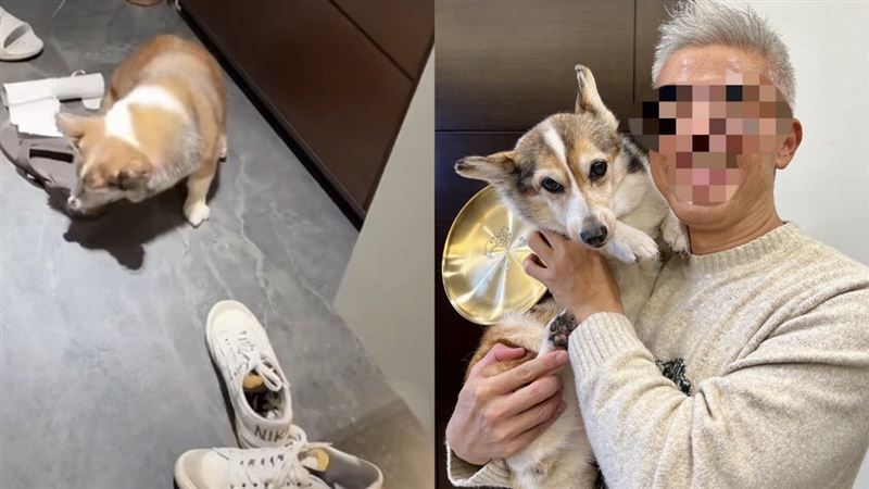 曾獲模範飼主!涉毆打高齡柯基犬 飲料店加盟店負責人遭炎上