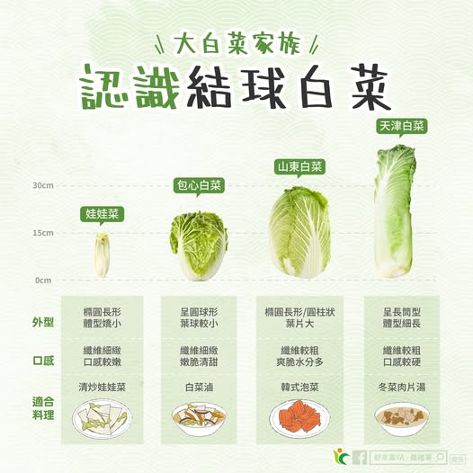 冬季餐桌主角登場 不同白菜口感差異一次看 589073374 1163191422626153 1331114296930111655 n