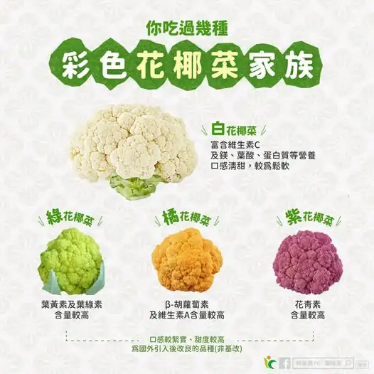 彩色花椰菜夯什麼?一次看懂營養與料理重點 彩色花椰菜夯什麼?一次看懂營養與料理重點