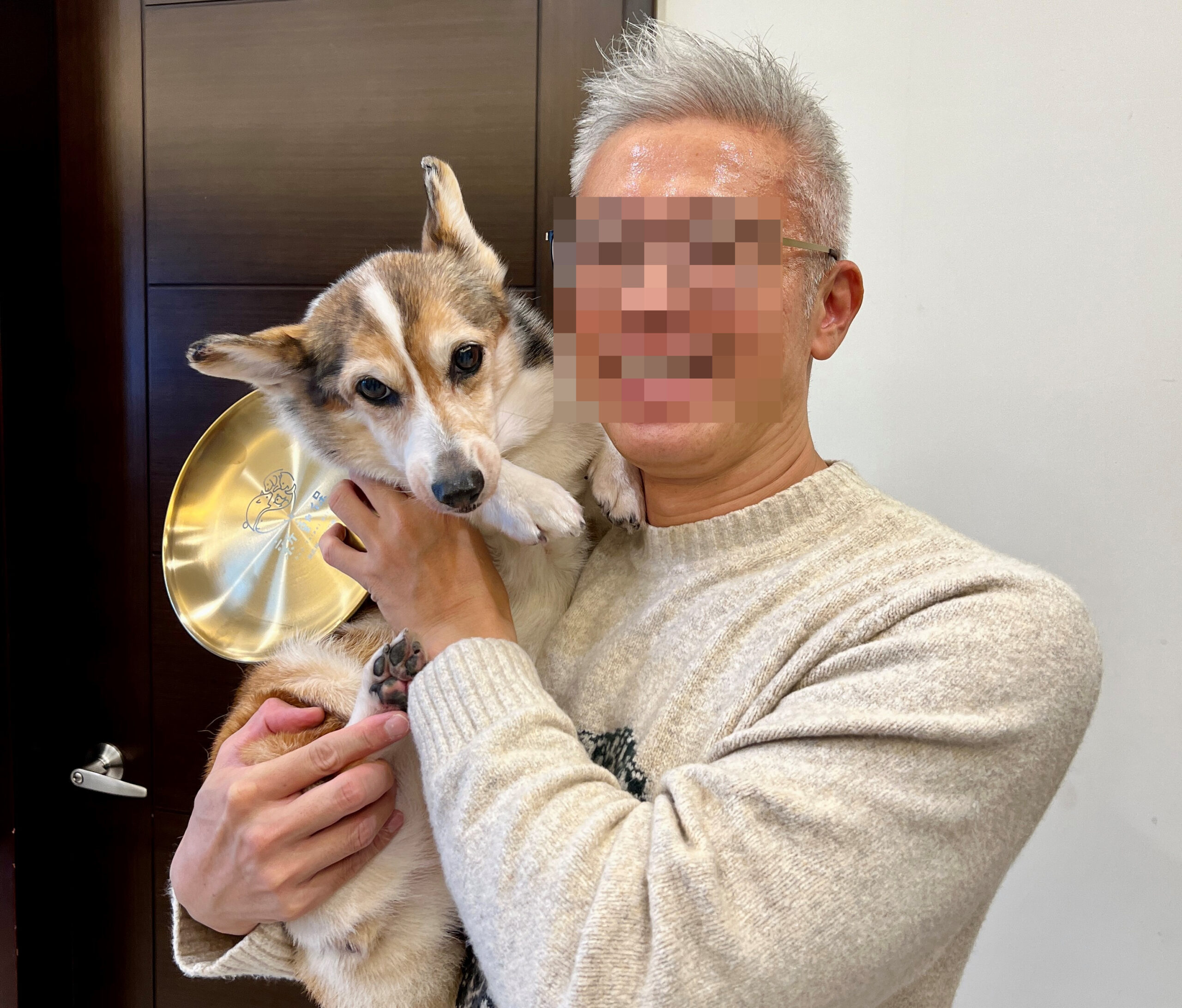 茶聚加盟主曾獲「模範飼主」竟打罵虐狗 動保處已安置15歲老柯基