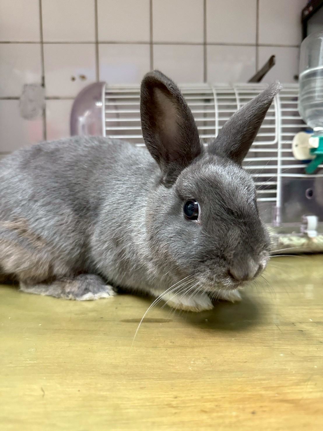 桃園動保處特殊寵物認養12/20登場 鸚鵡、蜜袋鼯等14隻動物尋找新家 974223 0