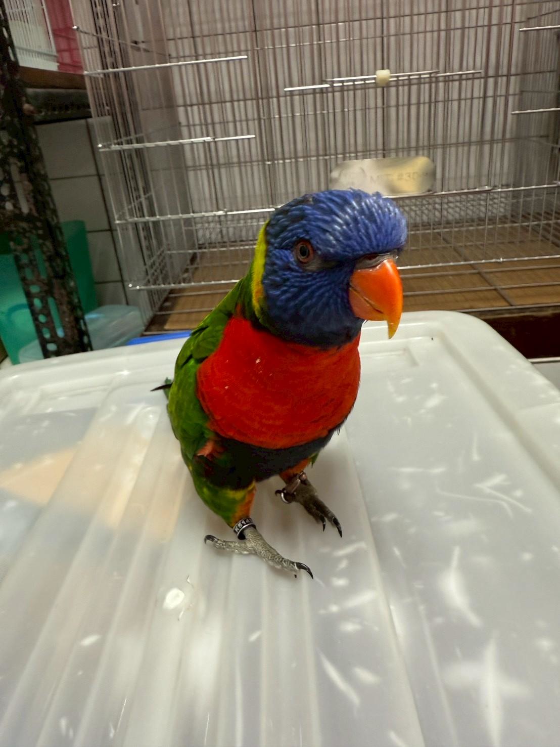 桃園動保處特殊寵物認養12/20登場 鸚鵡、蜜袋鼯等14隻動物尋找新家 974225 0